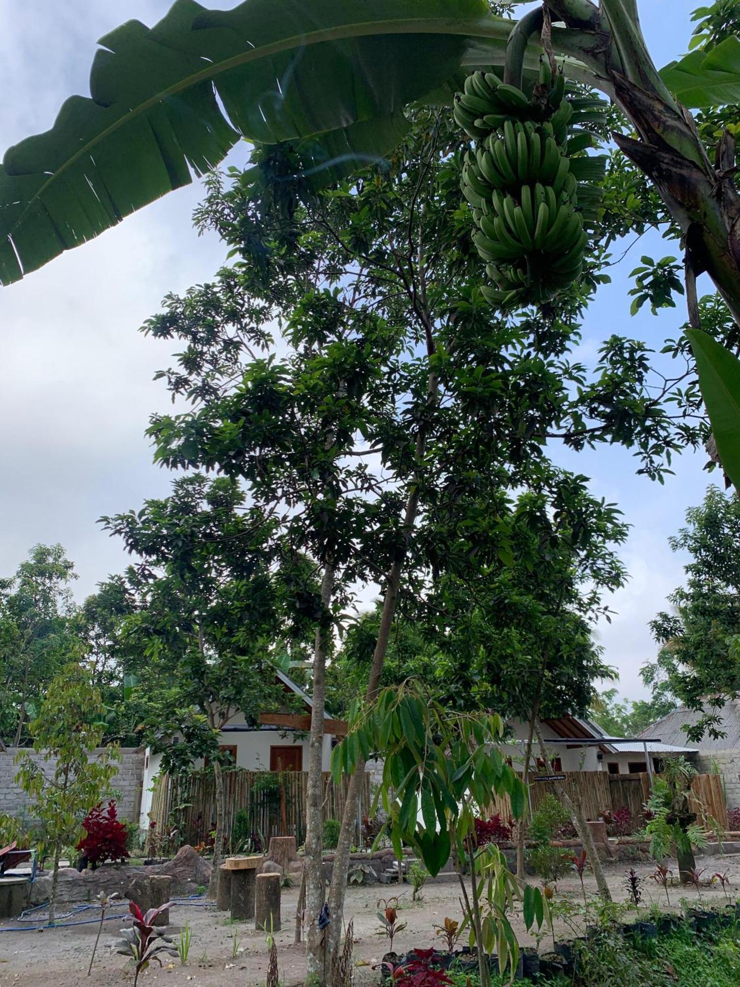 Avocado Homestay Tetebatu Exterior photo